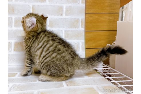 成約済の東京都のその他の猫種-76838の3枚目