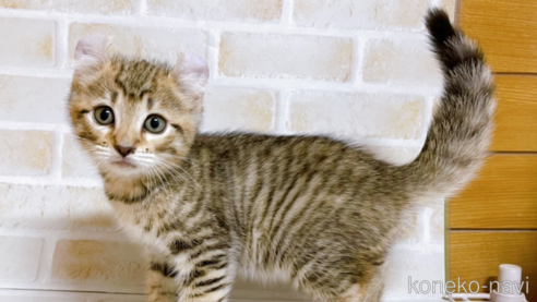 成約済の東京都のその他の猫種-76838の1枚目