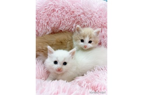 成約済の岡山県のノルウェージャンフォレストキャット-76837の2枚目