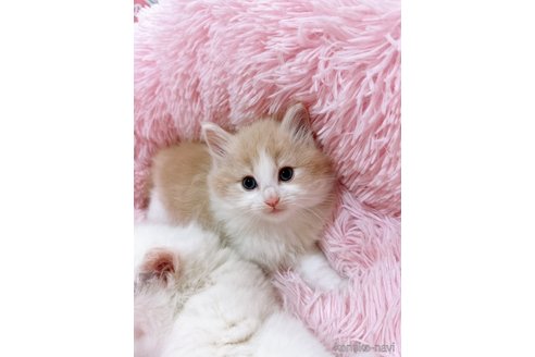 成約済の岡山県のノルウェージャンフォレストキャット-76837の3枚目