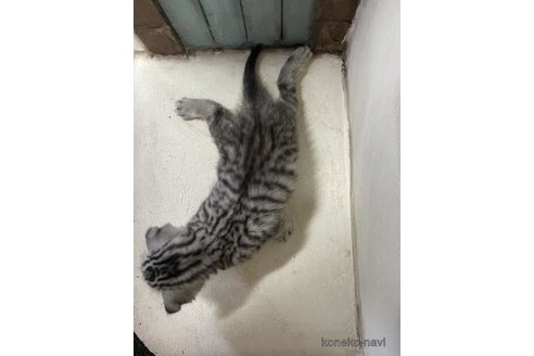 成約済の京都府のスコティッシュフォールド(折れ耳)-76885の6枚目