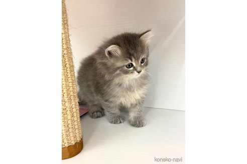成約済の神奈川県のサイベリアン-76891の3枚目