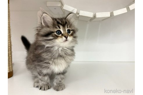 成約済の神奈川県のサイベリアン-76895の3枚目