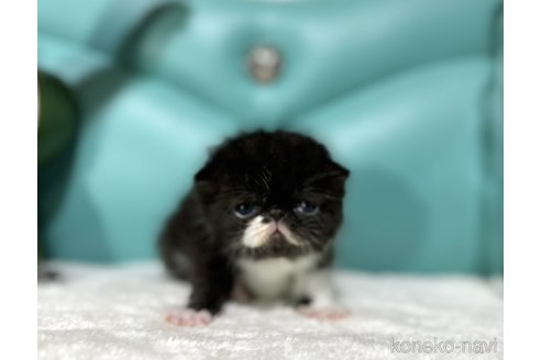 成約済の岐阜県のエキゾチックショートヘア-76924の2枚目