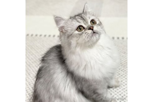 成約済の愛知県のミヌエット-70201の9枚目