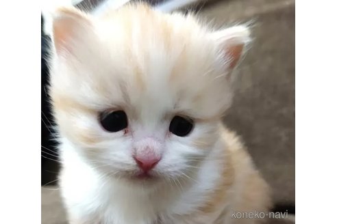 成約済の愛知県のマンチカン(短足)-76957の5枚目