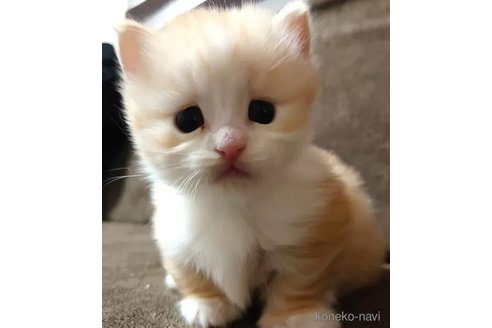 成約済の愛知県のマンチカン(短足)-76957の3枚目