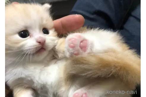 成約済の愛知県のマンチカン(短足)-76957の4枚目