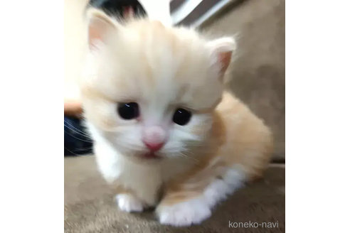 成約済の愛知県のマンチカン(短足)-76957の2枚目