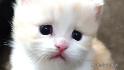 成約済の愛知県のマンチカン(短足)-76957の1枚目