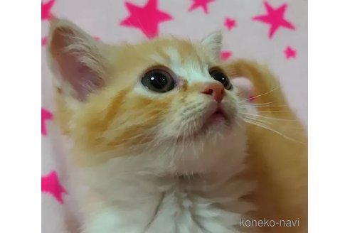 成約済の愛知県のミヌエット-76965の4枚目