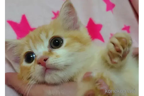 成約済の愛知県のミヌエット-76965の2枚目