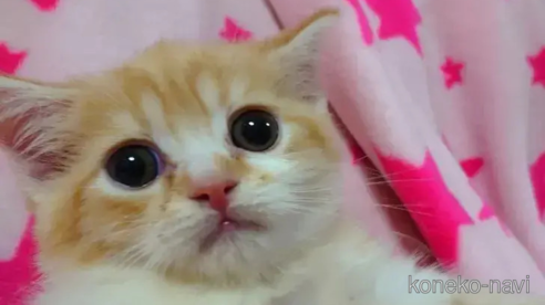 成約済の愛知県のミヌエット-76965の1枚目