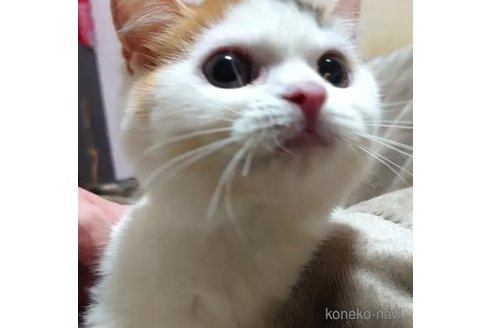 成約済の愛知県のエキゾチックショートヘア-76969の2枚目