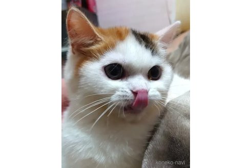 成約済の愛知県のエキゾチックショートヘア-76969の3枚目