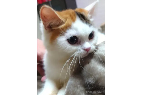 成約済の愛知県のエキゾチックショートヘア-76969の4枚目