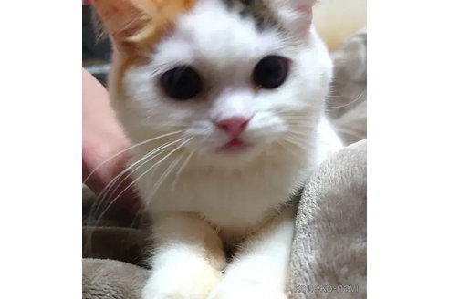 成約済の愛知県のエキゾチックショートヘア-76969の5枚目