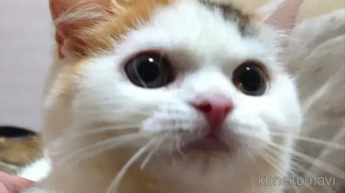 成約済の愛知県のエキゾチックショートヘア-76969の1枚目