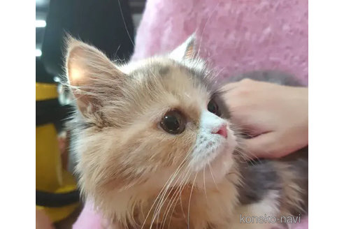 成約済の愛知県のスコティッシュフォールド-76972の2枚目