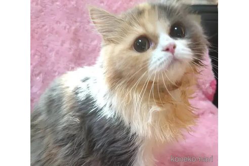 成約済の愛知県のスコティッシュフォールド-76972の3枚目