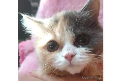 成約済の愛知県のスコティッシュフォールド-76972の4枚目