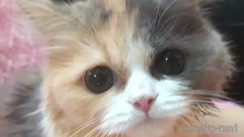 成約済の愛知県のスコティッシュフォールド-76972