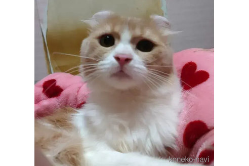 成約済の愛知県のマンチカン-76976の4枚目