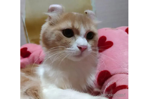 成約済の愛知県のマンチカン-76976の2枚目