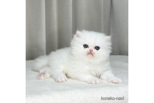 成約済の栃木県のエキゾチックショートヘア-76984の3枚目