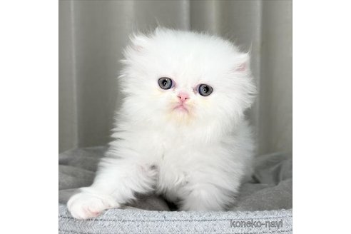 成約済の栃木県のエキゾチックショートヘア-76984の4枚目