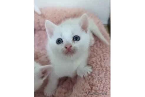 成約済の神奈川県のマンチカン-77019の5枚目