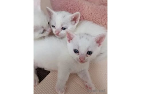 成約済の神奈川県のマンチカン-77019の4枚目