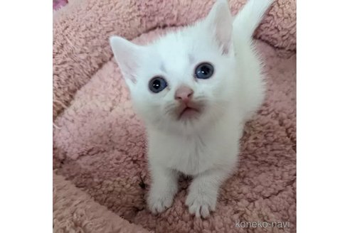 成約済の神奈川県のマンチカン(短足)-77021の4枚目