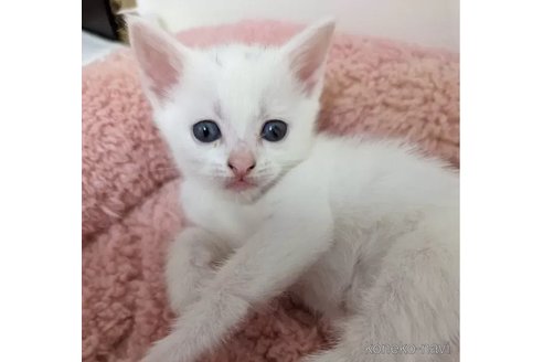 成約済の神奈川県のマンチカン-77022の1枚目