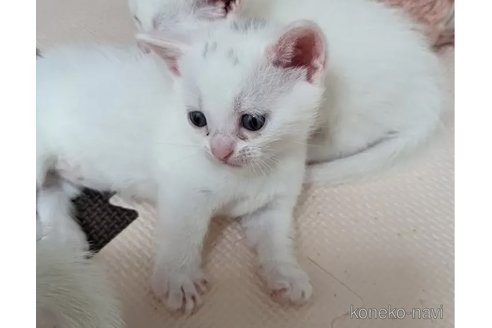 成約済の神奈川県のマンチカン(短足)-77023の4枚目