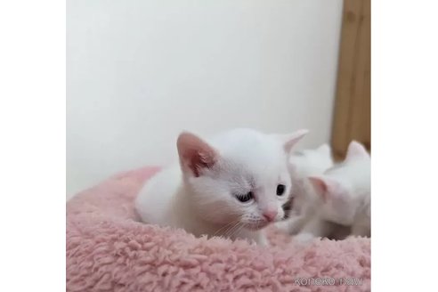 成約済の神奈川県のマンチカン(短足)-77024の5枚目