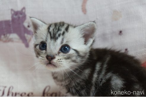 成約済の埼玉県のアメリカンショートヘア-77065の3枚目