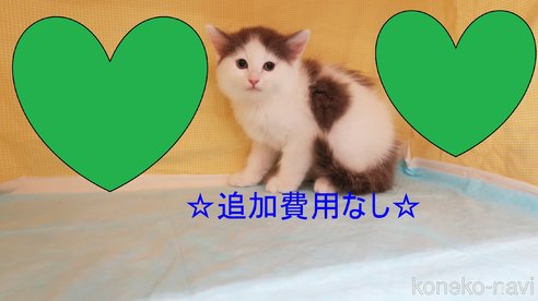 成約済の東京都のサイベリアン-75750の3枚目