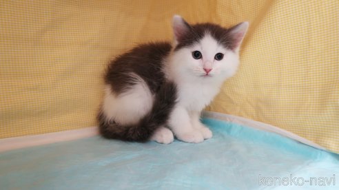 成約済の東京都のサイベリアン-75750の2枚目