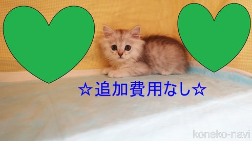 成約済の東京都のミヌエット-76176の1枚目