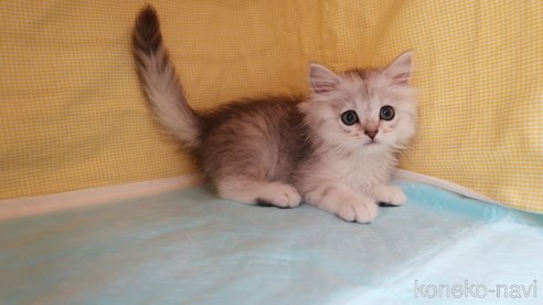 成約済の東京都のミヌエット-76176の3枚目