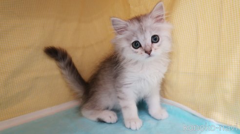 成約済の東京都のミヌエット-76176の2枚目