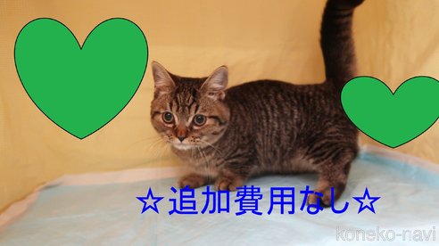 成約済の東京都のマンチカン(短足)-73391の1枚目