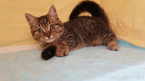 成約済の東京都のマンチカン(短足)-73391の2枚目