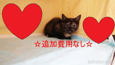 成約済の東京都のマンチカン(短足)-75344