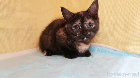 成約済の東京都のマンチカン(短足)-75344の3枚目