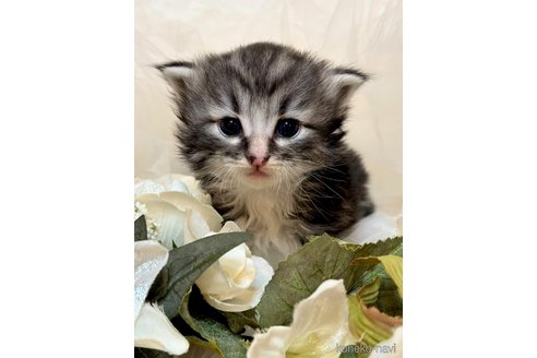 成約済の兵庫県のノルウェージャンフォレストキャット-77162の1枚目