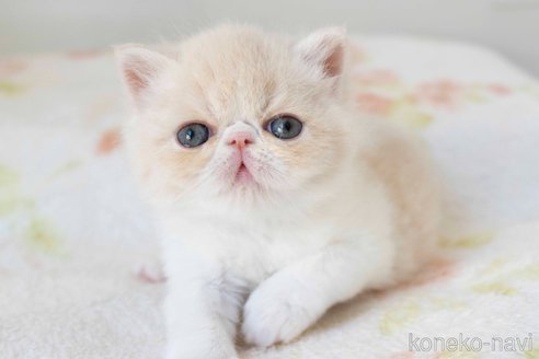 成約済の東京都のエキゾチックショートヘア-77200の4枚目