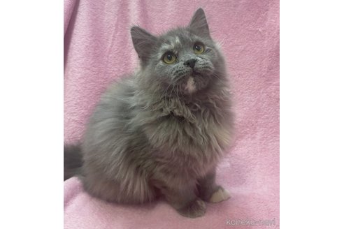 成約済の神奈川県のサイベリアン-71108の4枚目