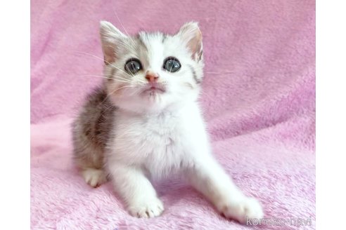 成約済の神奈川県のスコティッシュフォールド-74165の7枚目